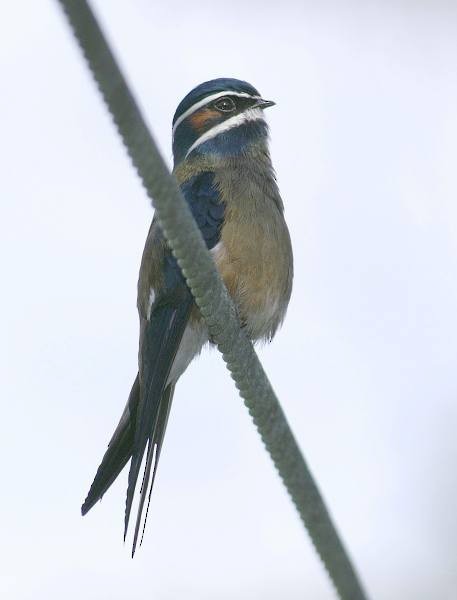 Whiskered Treeswift - Dave Bakewell