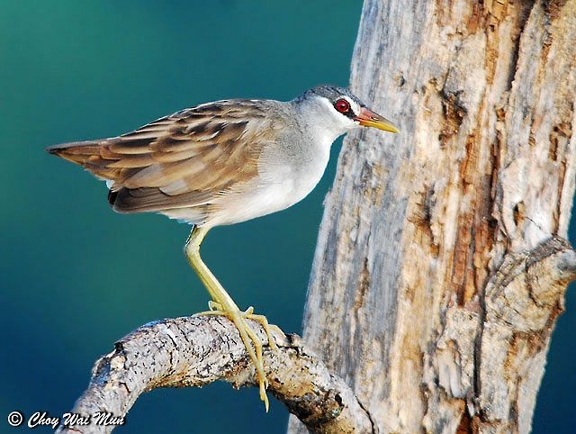 White-browed Crake - ML379453651