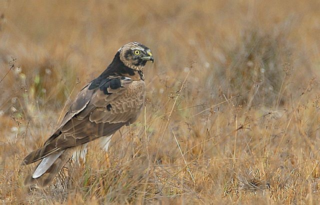 Pied Harrier - ML379453821