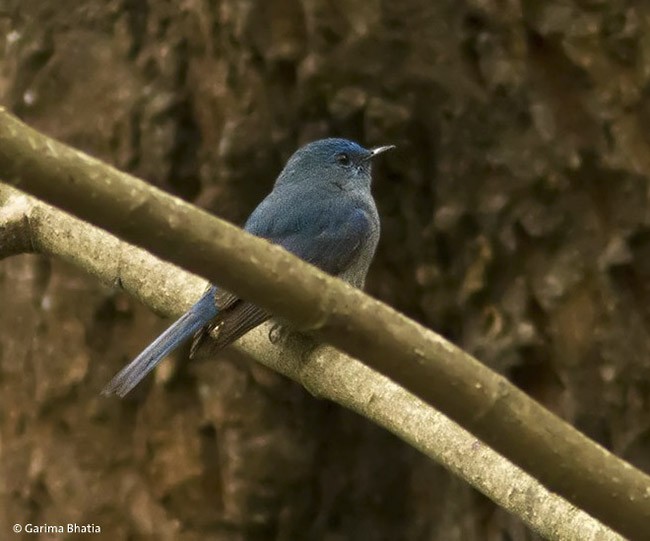 Pale Blue Flycatcher (Unicolored) - ML379454031