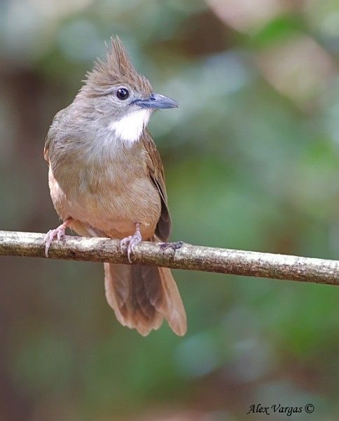 Ochraceous Bulbul - ML379454071