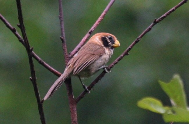 Spot-breasted Parrotbill - ML379454311