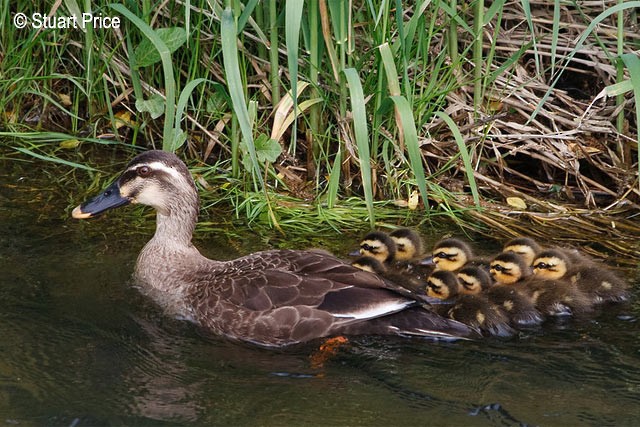 Eastern Spot-billed Duck - ML379454511