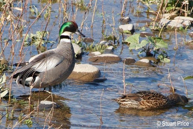 Falcated Duck - ML379454531