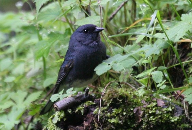 Slaty Bunting - ML379454571