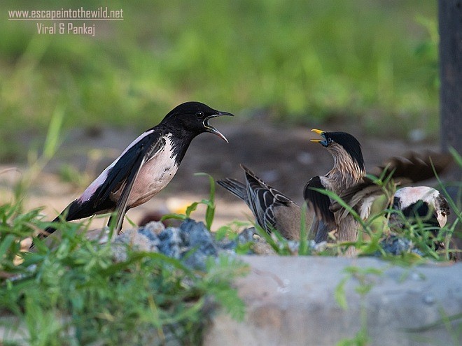 Rosy Starling - ML379454691