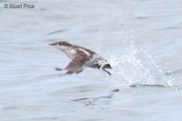 Guillemot à long bec - ML379454761