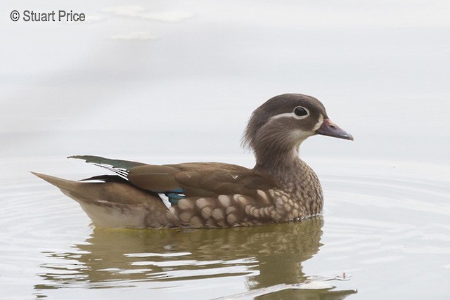 Pato Mandarín - ML379454841