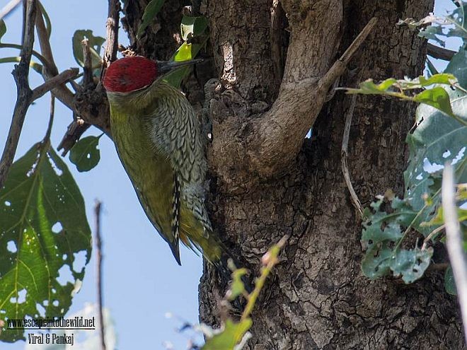 Streak-throated Woodpecker - Pankaj Maheria