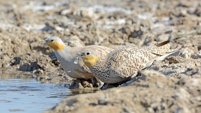 Spotted Sandgrouse - ML379455411