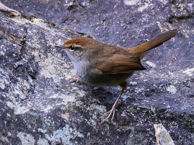 Gray-sided Bush Warbler - ML379455521