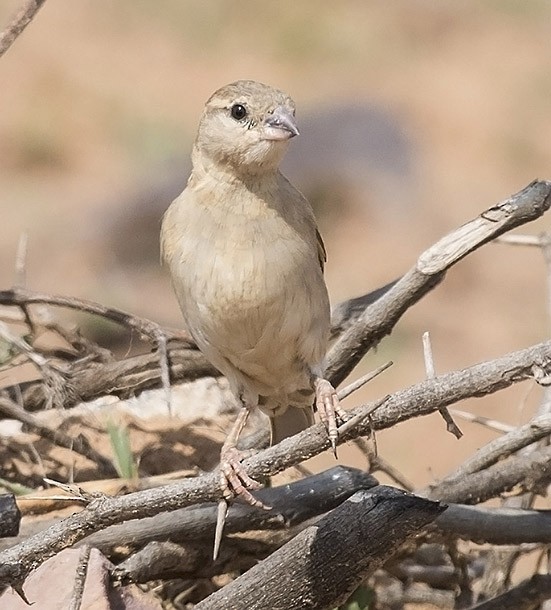 House Sparrow - ML379455741