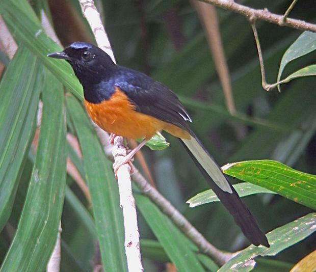 White-rumped Shama (White-rumped) - ML379456341