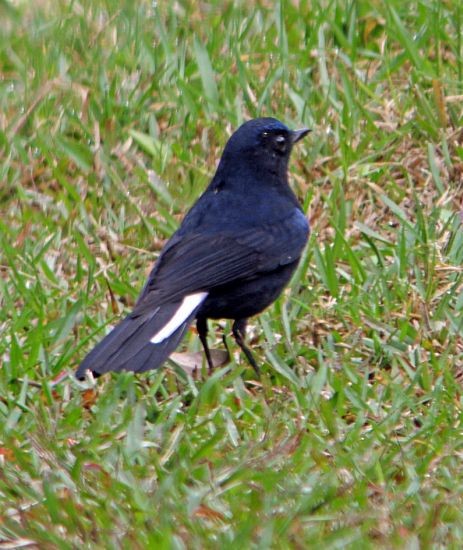 White-tailed Robin (White-tailed) - ML379456351