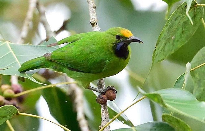 Golden-fronted Leafbird - ML379456371