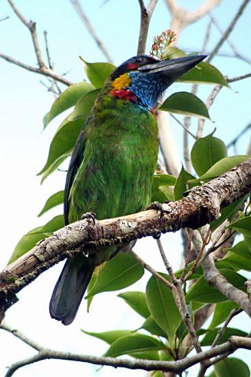 Red-crowned Barbet - ML379456481