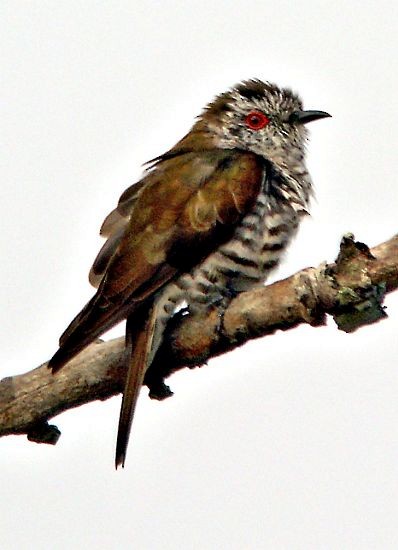 Little Bronze-Cuckoo (Little) - ML379456491