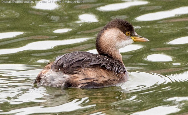 Little Grebe - ML379456681