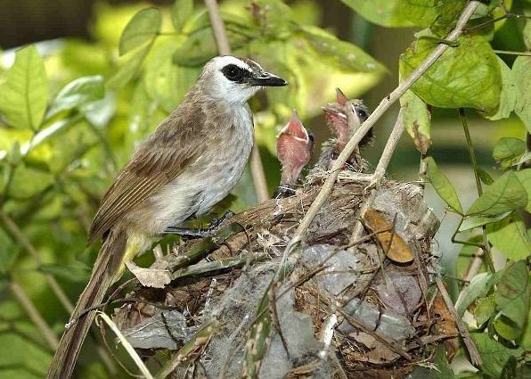 Yellow-vented Bulbul - ML379458301