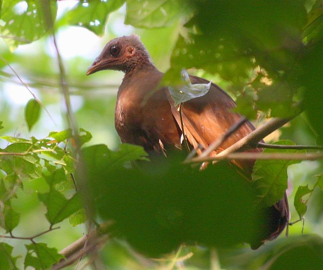 Sula Megapode - Chris Gooddie