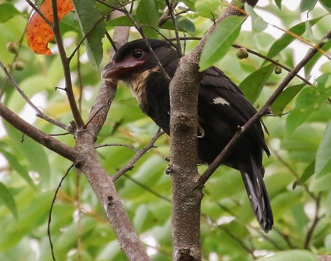 Dusky Broadbill - ML379459291