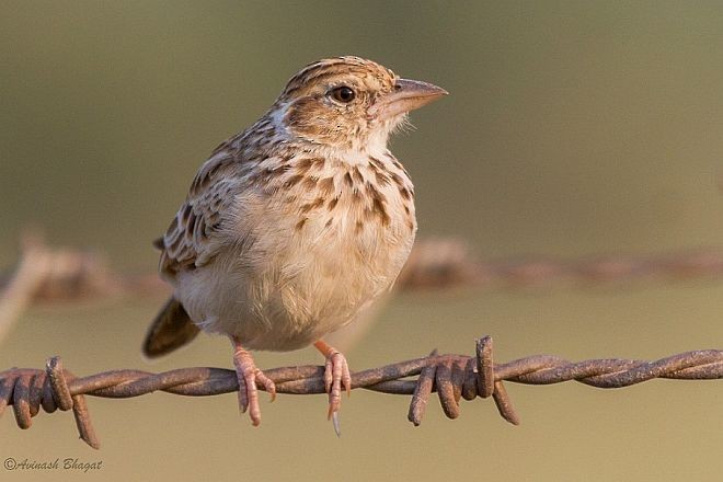 Indian Bushlark - AVINASH BHAGAT