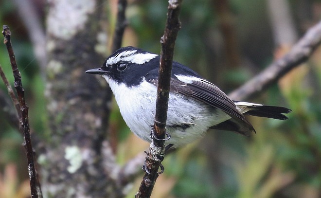 Little Pied Flycatcher - ML379459831