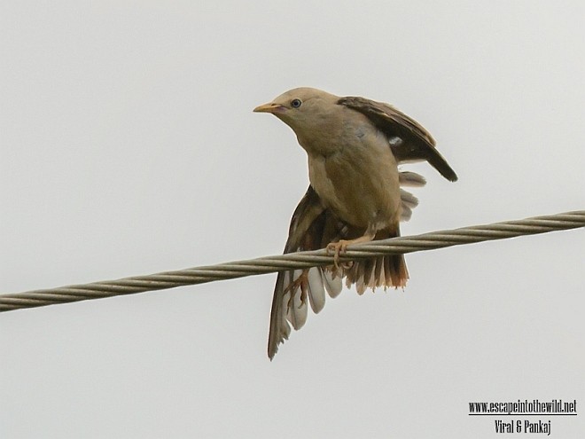 Chestnut-tailed Starling - ML379459901