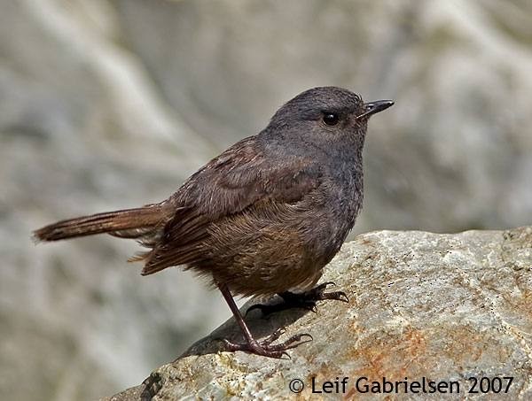 Luzon Redstart - Leif Gabrielsen