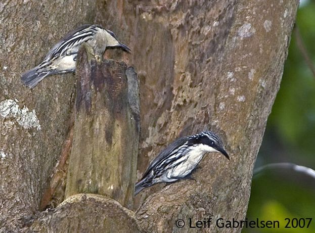 Stripe-sided Rhabdornis - Leif Gabrielsen