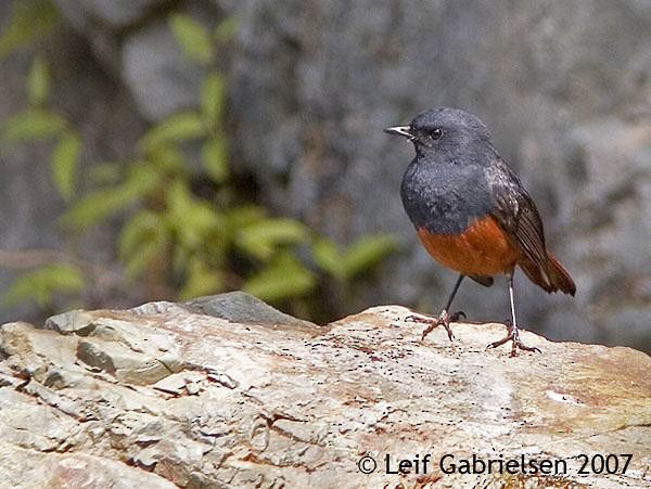 Luzon Redstart - ML379460141