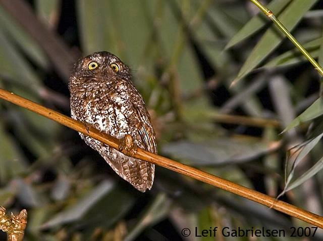Mindanao Scops-Owl - ML379460161