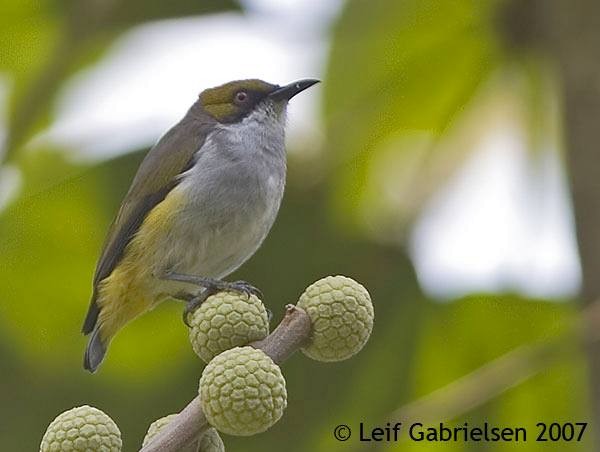 Olive-capped Flowerpecker - ML379460171