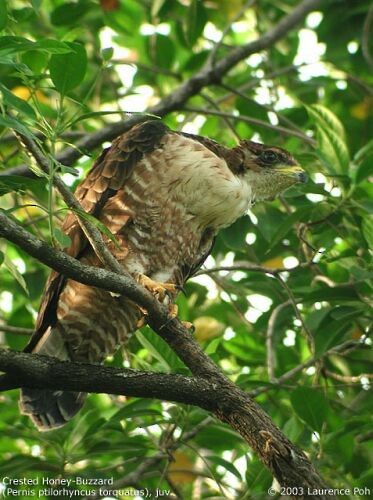 Oriental Honey-buzzard (Sunda) - ML379460331