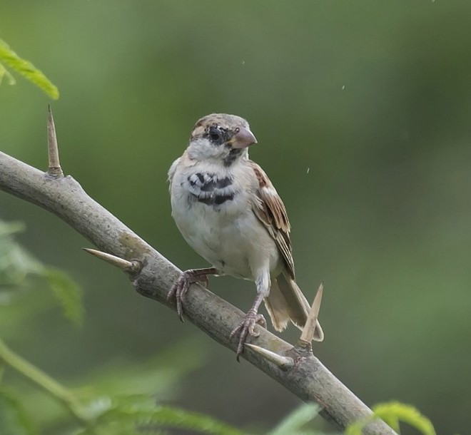 House Sparrow - ML379460401