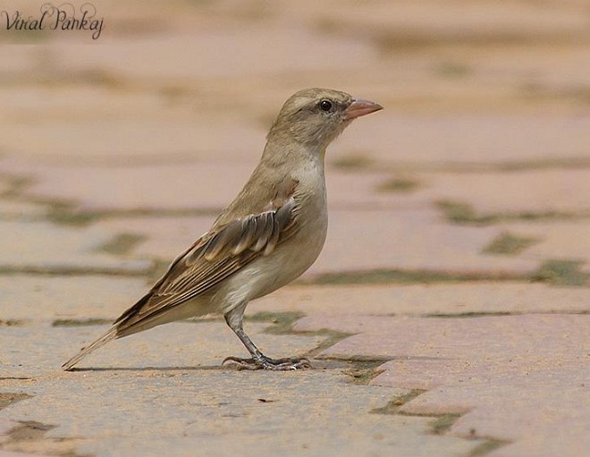Yellow-throated Sparrow - Pankaj Maheria
