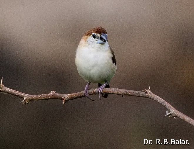 Indian Silverbill - ML379461211