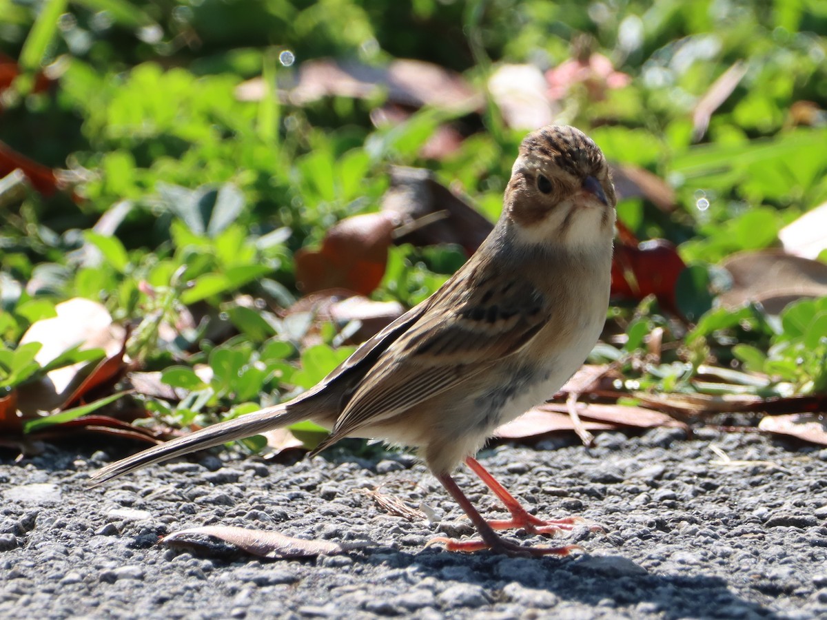 Clay-colored Sparrow - ML379461761