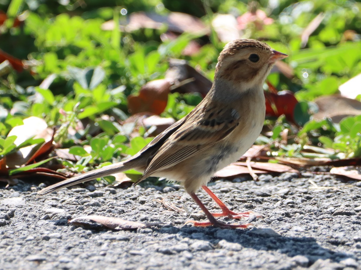 Clay-colored Sparrow - ML379461991
