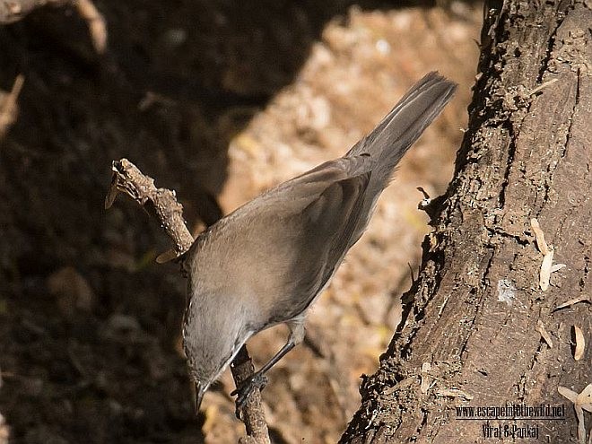 Curruca Zarcerilla - ML379462191