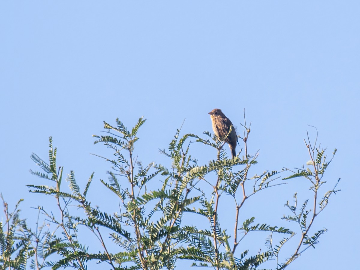 Cassin's Sparrow - ML379462821