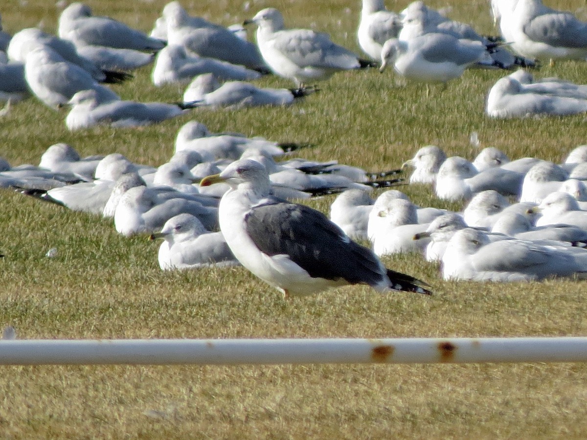 Lesser Black-backed Gull - ML37946311