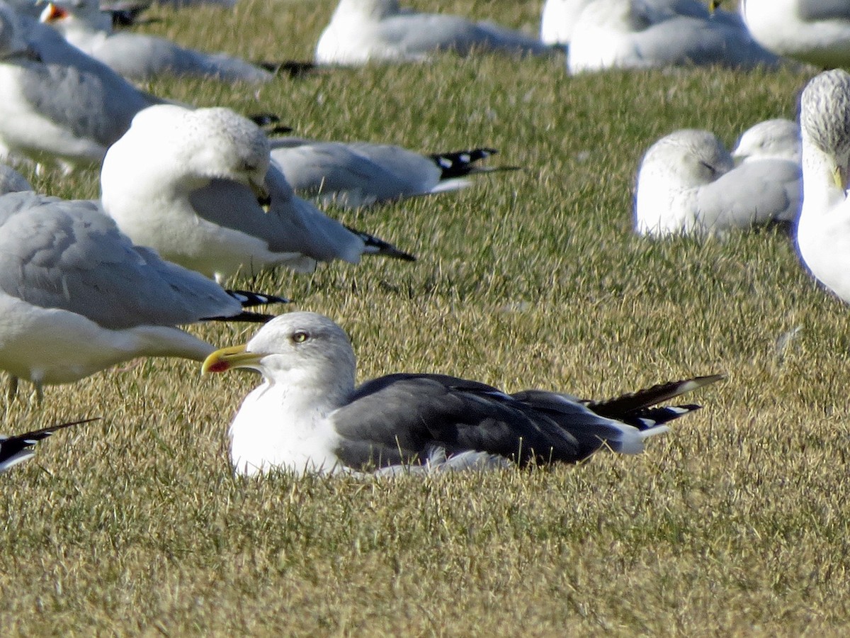 Lesser Black-backed Gull - ML37946431