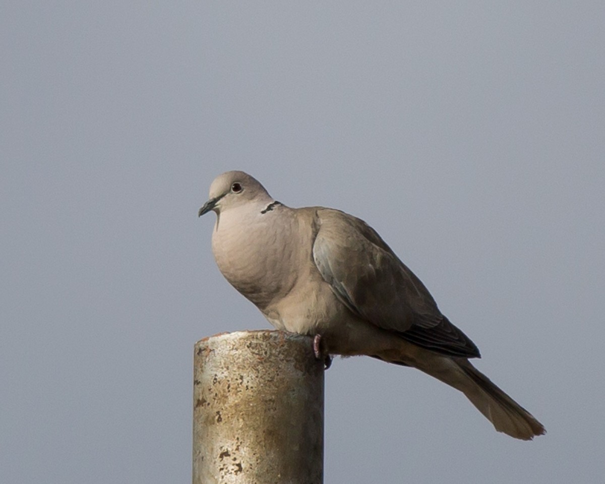 Eurasian Collared-Dove - ML379464441