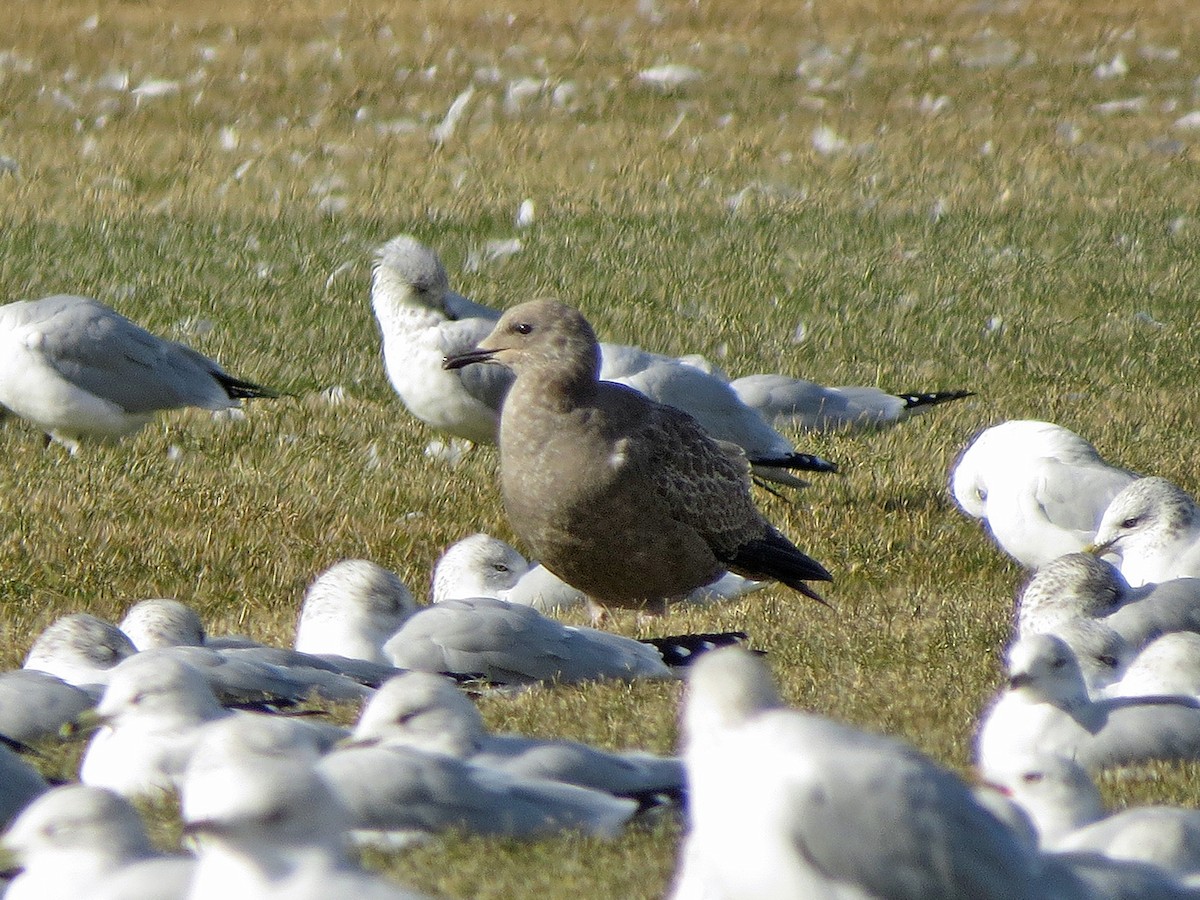 American Herring Gull - ML37946481
