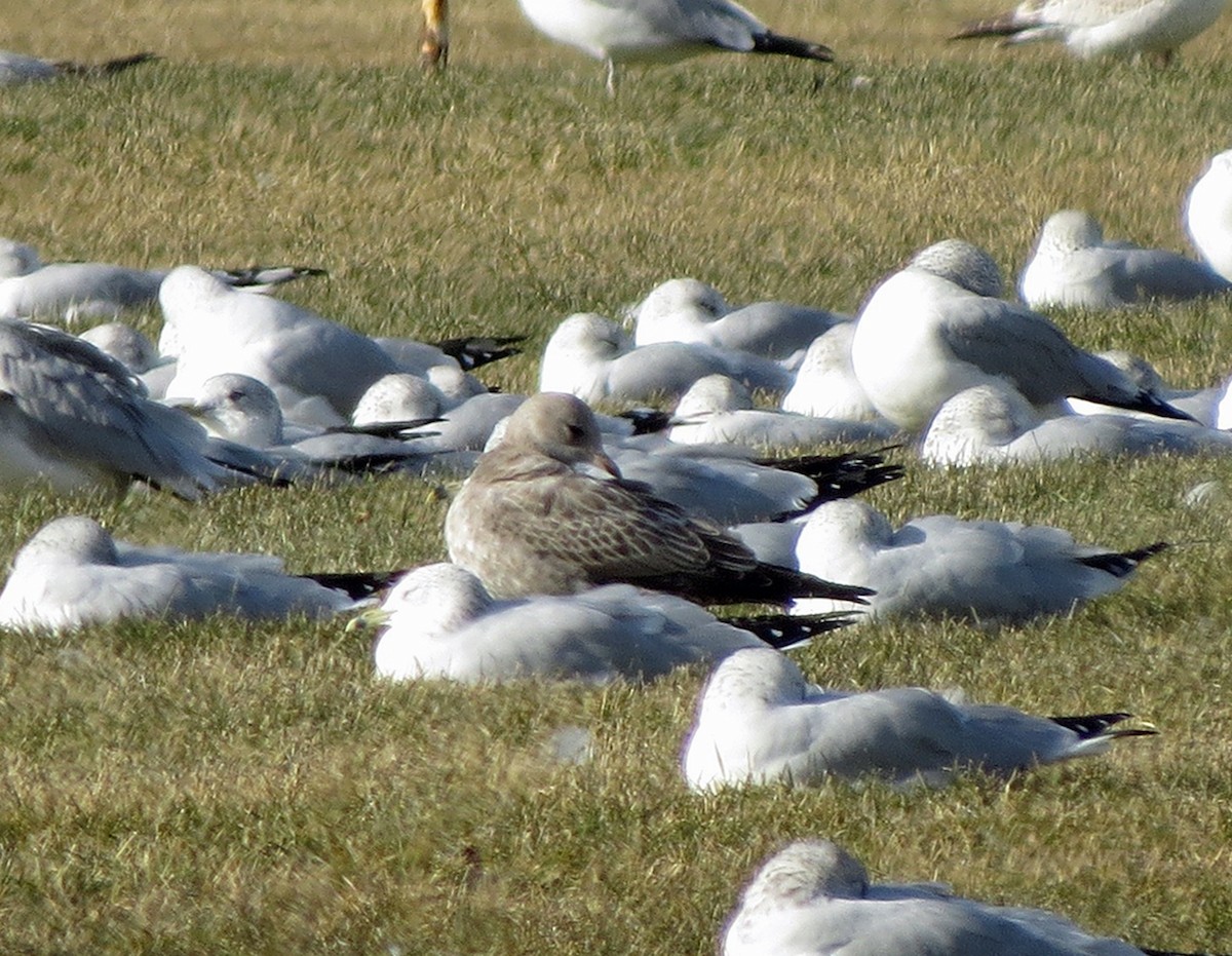 Short-billed Gull - Michael Harrison