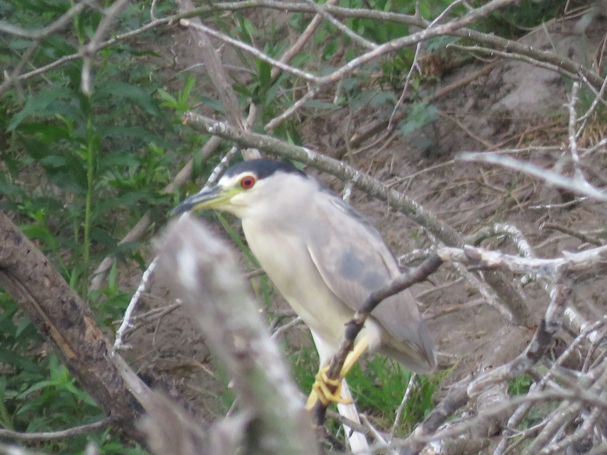 Black-crowned Night Heron - ML379465991