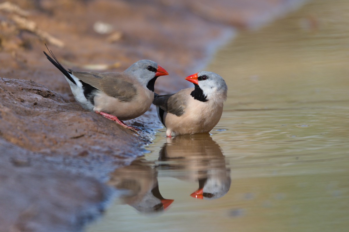 Long-tailed Finch - ML379466331