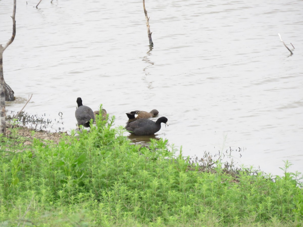 American Coot - ML379466641