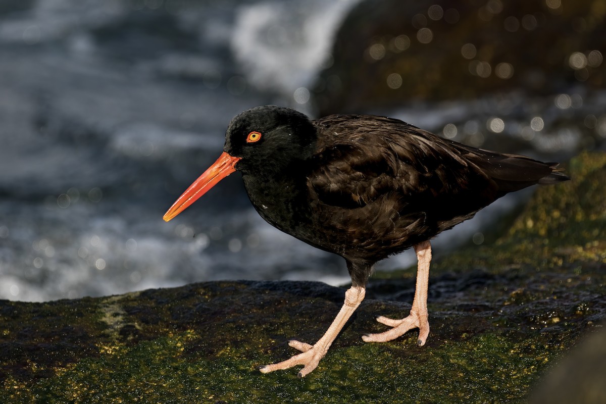 Black Oystercatcher - ML379466651